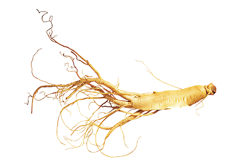 高麗人参
